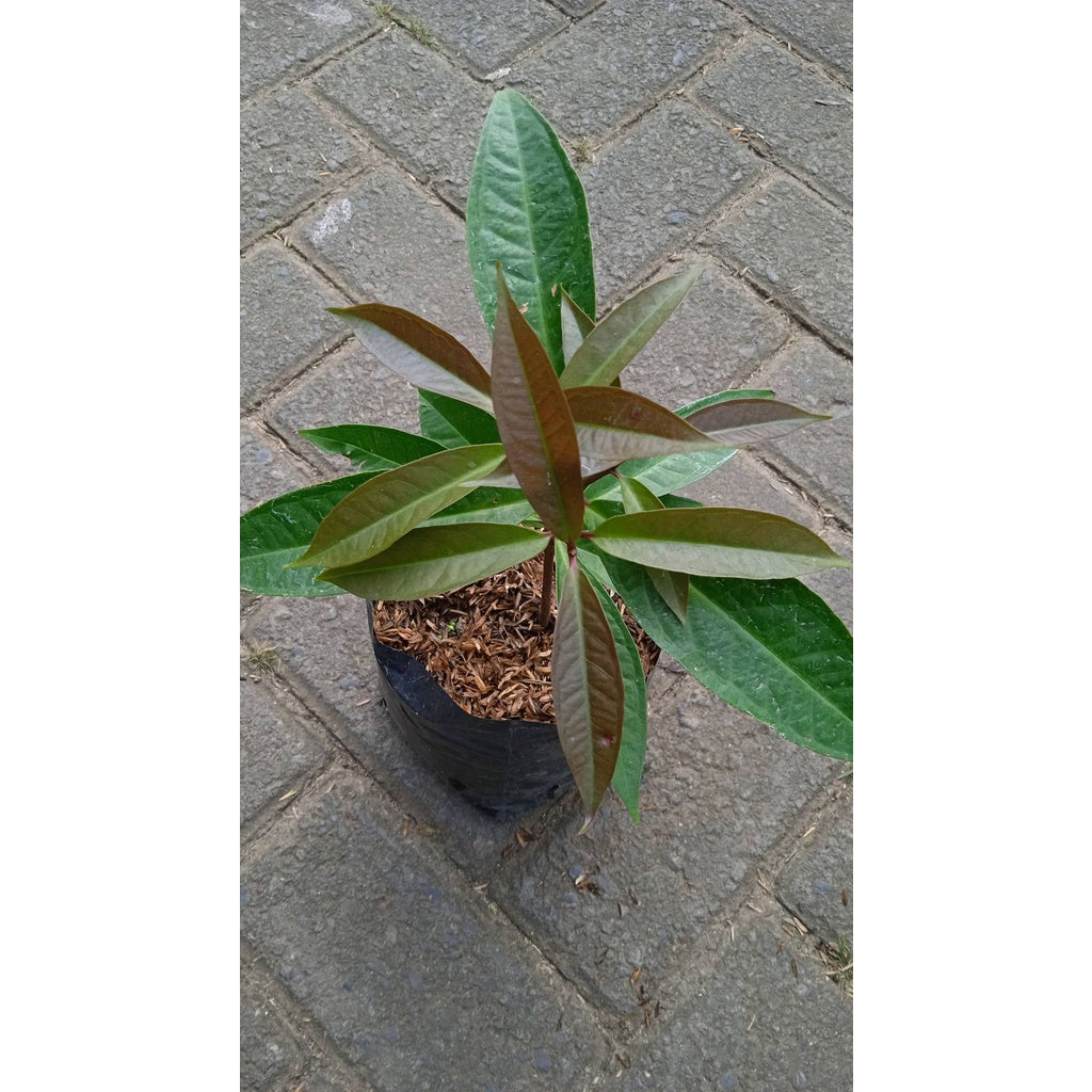 Sindo - Syzygium Malaccense/ Jambu Bol / Jambu Jamaika By Idamulya Florist Live Plant DJIOUA4Z80