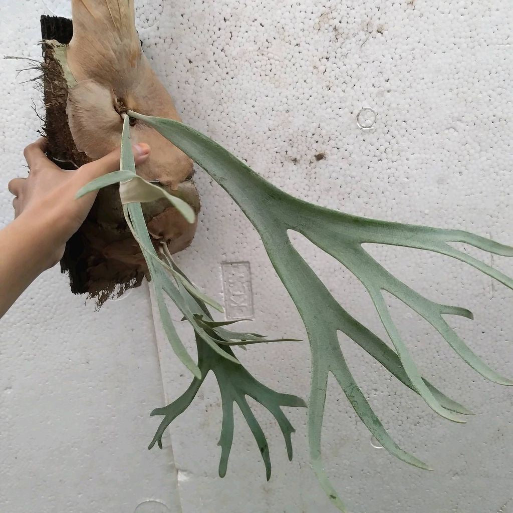 Sindo - Platycerum Willinckii Live Plant