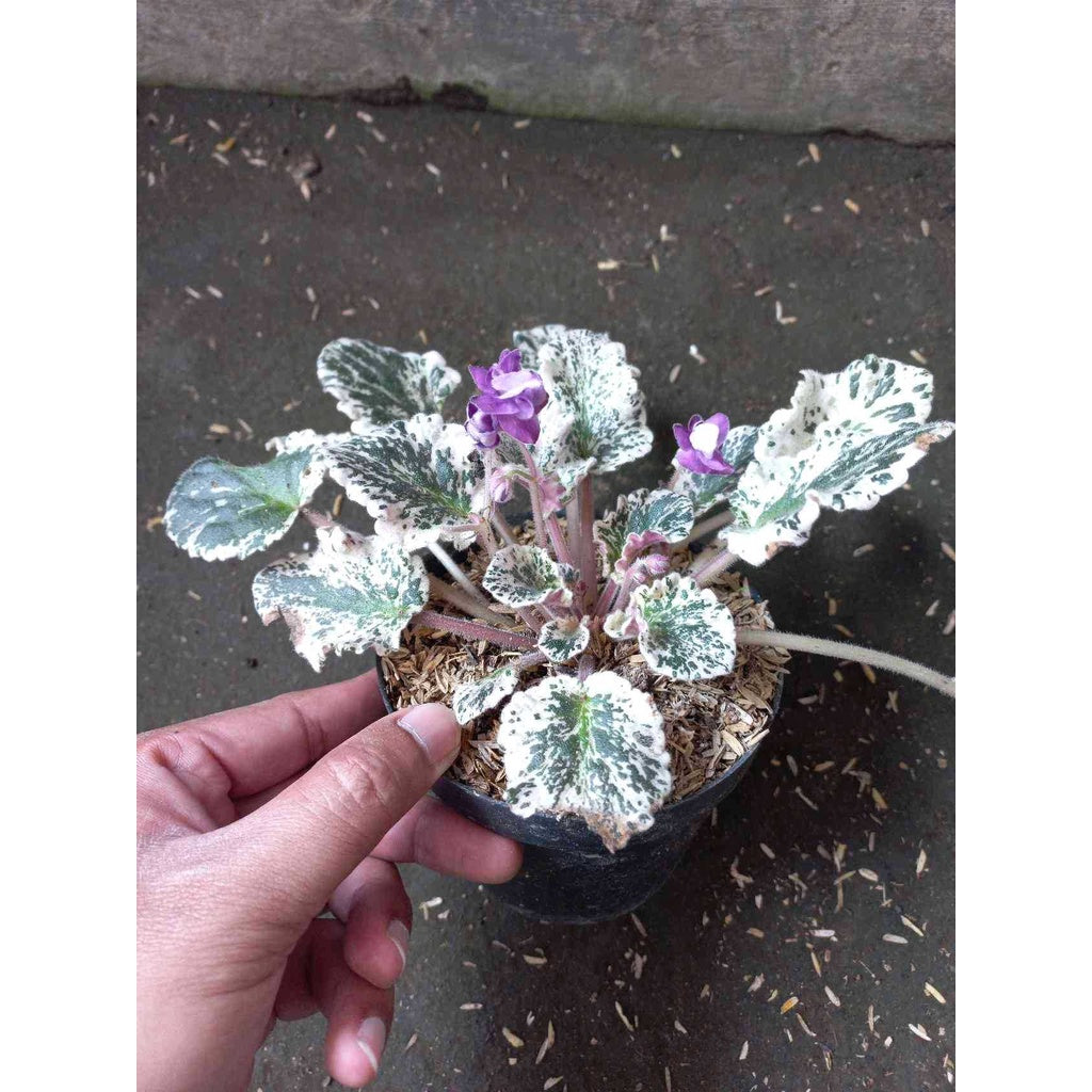 Sindo - African Violets / Streptocarpus Albus