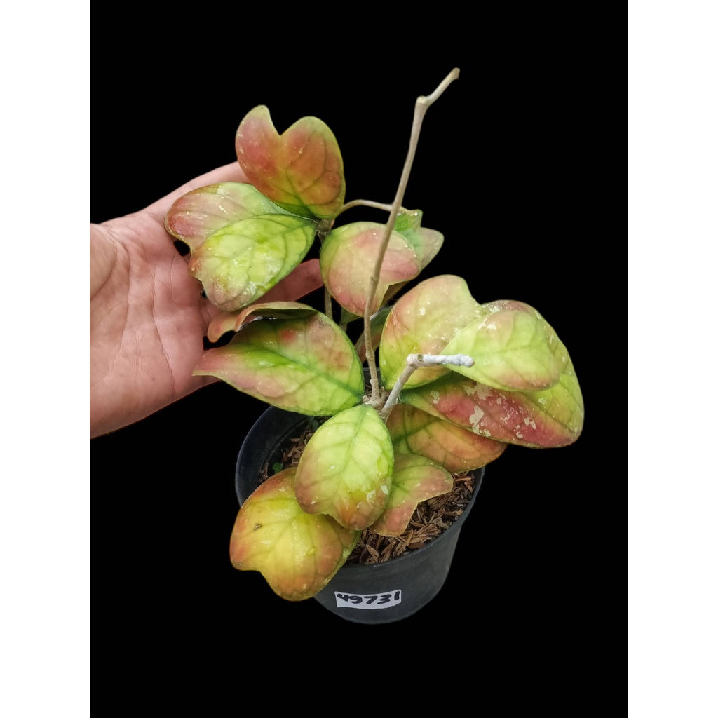 Sindo - Hoya Sp Live Plant QSHZ3M1RRD