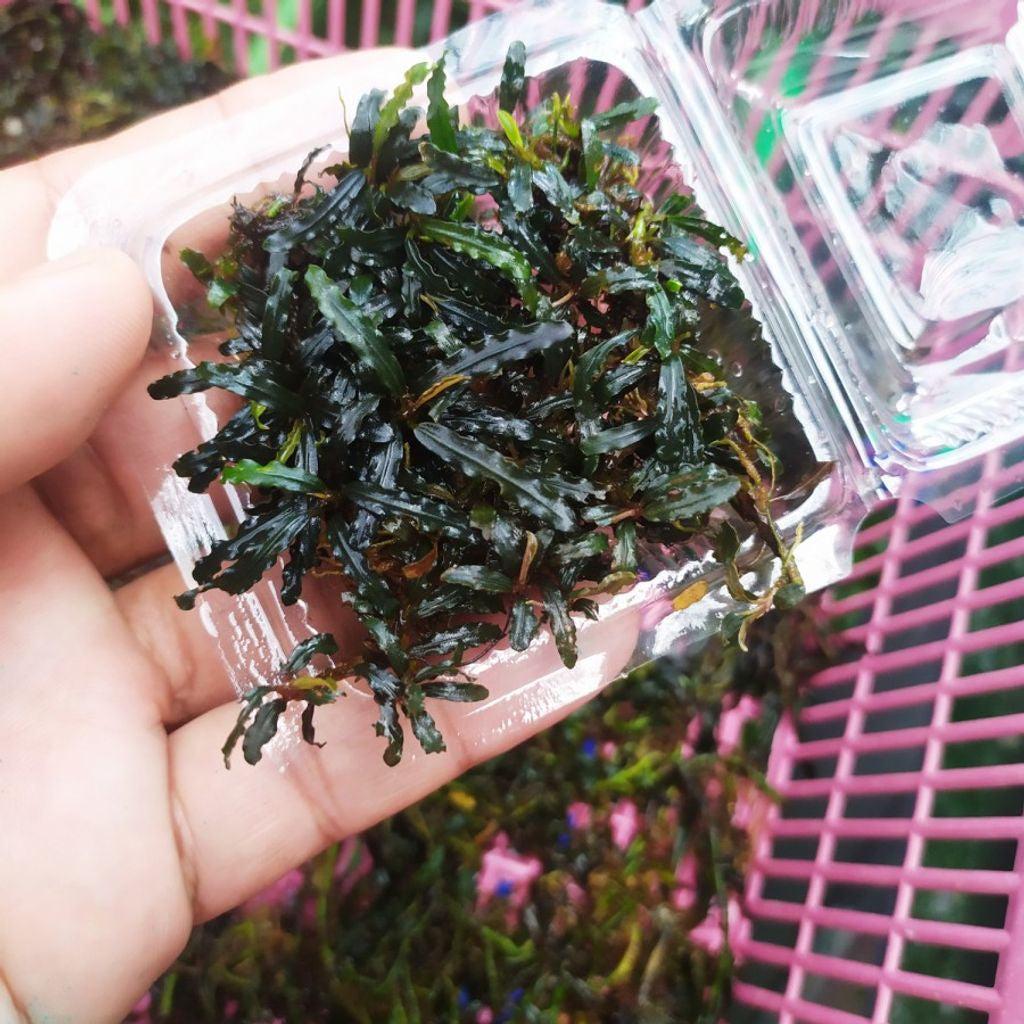 Sindo - Bucephalandra Mini Micro Cathrinae in a Small Plastic Container mika Live Plant CLGTPTT7J2