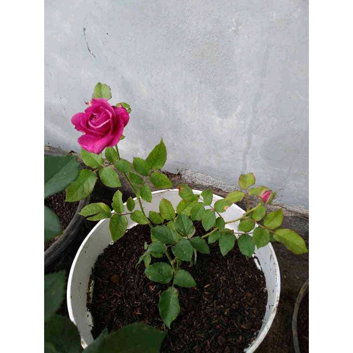 Sindo - English Roses Live Plant, Blooming Bliss  Captivating Roses for Your Garden
