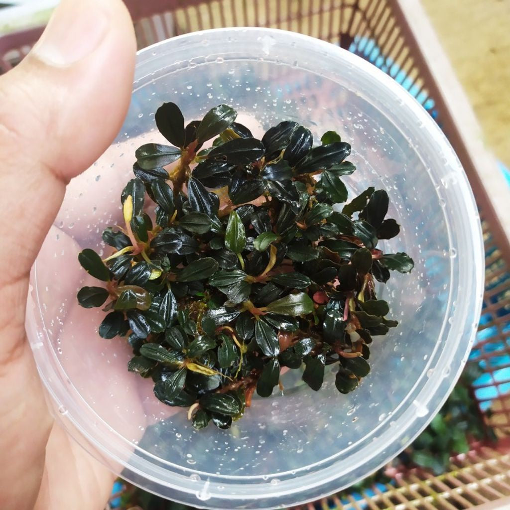 Sindo - Bucephalandra Mini Phantom per Cup Portion Live Plant BZDLIJLPZH