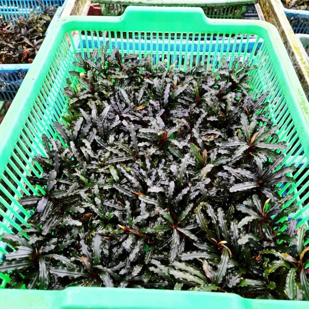 Sindo - Bucephalandra Red Velvet per Basket 25x30 cm Portion Live Plant D5YIOAJ915