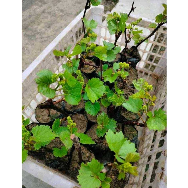 Sindo -  Grafted Grape / Vitis Vinifera Plant  Grow Your Own Delicious Grapes in Your Garden