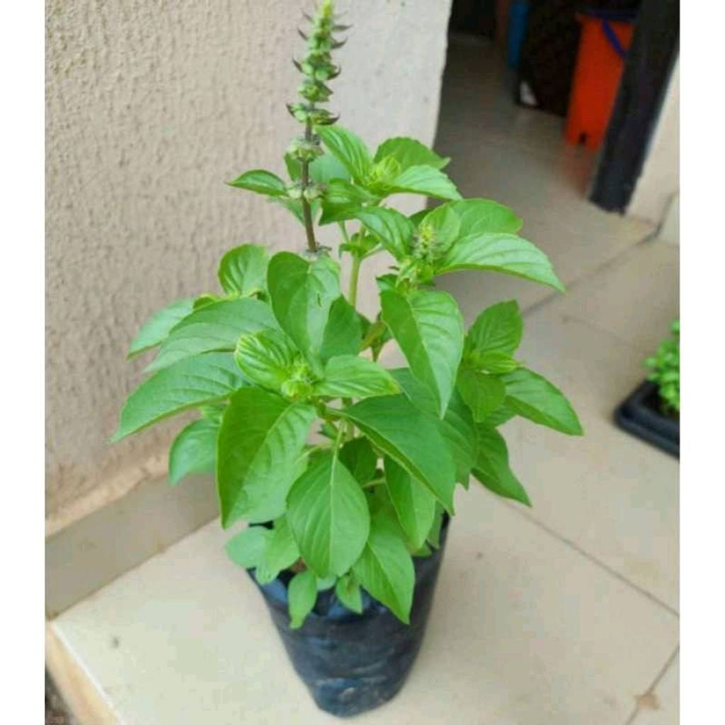 Sindo - Kemangi  Indonesian Basil Live Plant IJWISCLMSS
