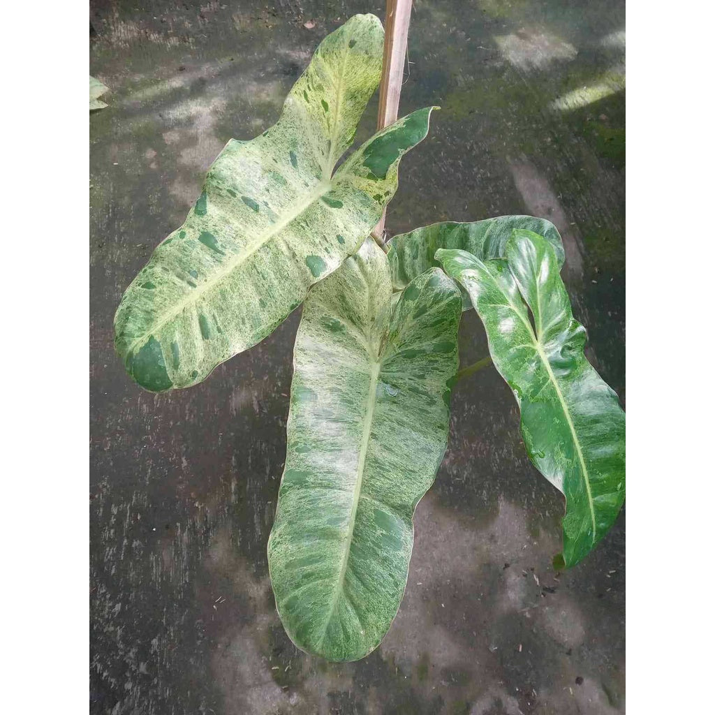 Sindo - Philodendron Paraiso Verde  A Lush Indoor Delight for Your Singapore Oasis