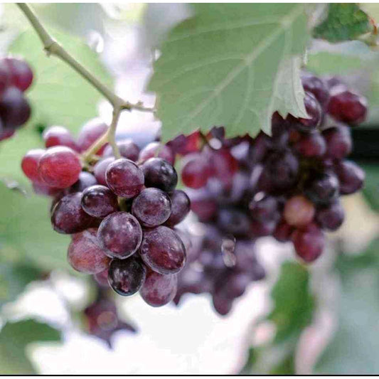 Sindo -  Grafted Grape / Vitis Vinifera Plant  Grow Your Own Delicious Grapes in Your Garden