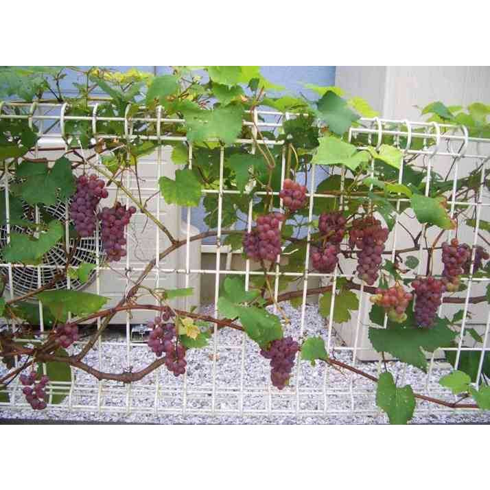 Sindo -  Grafted Grape / Vitis Vinifera Plant  Grow Your Own Delicious Grapes in Your Garden