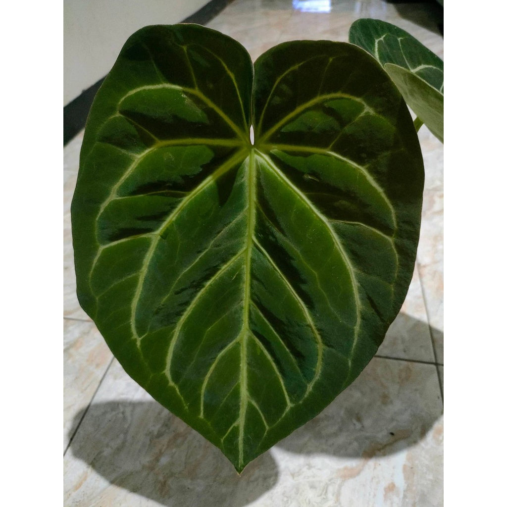 Sindo - Anthurium Magnificum Live Plant