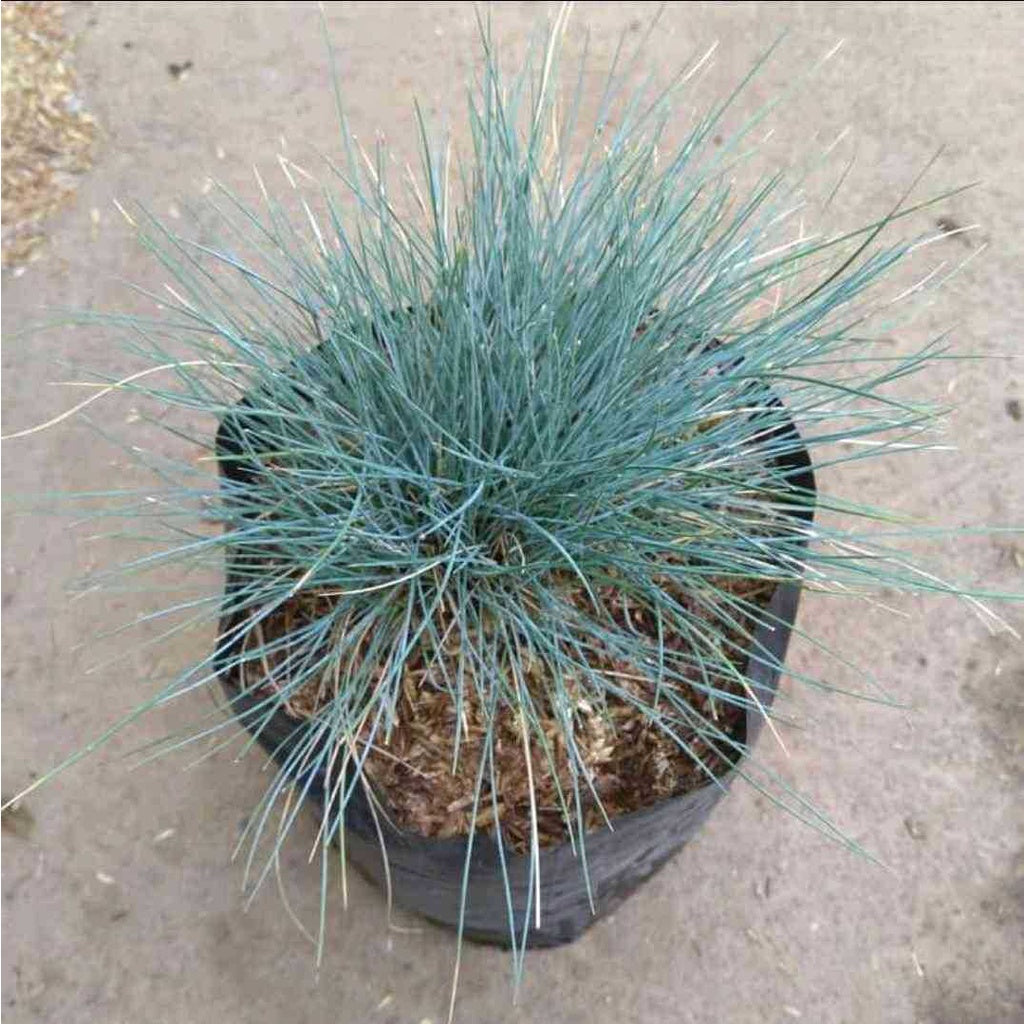 Sindo - Serene Beauty in Your Garden  Blue Festuca Grass - A Gardening Delight