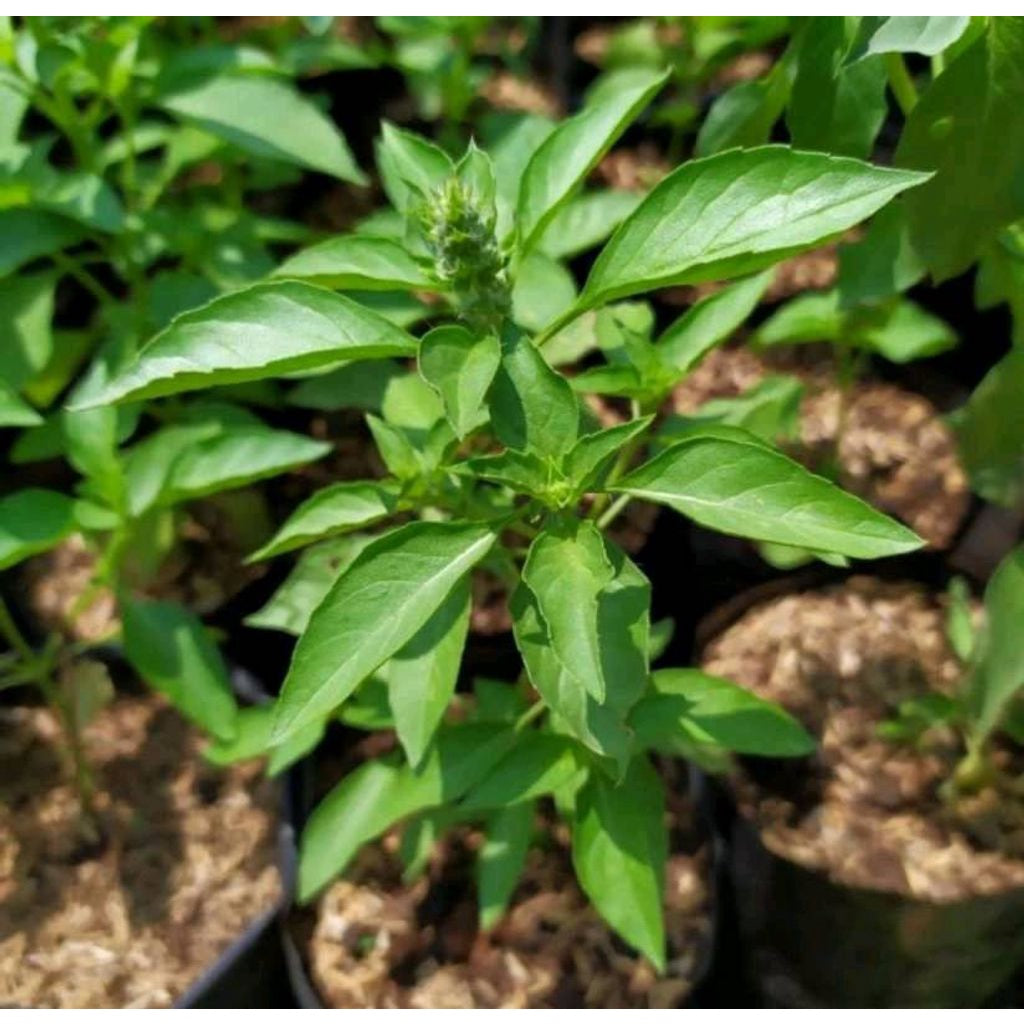 Sindo - Kemangi  Indonesian Basil Live Plant IJWISCLMSS