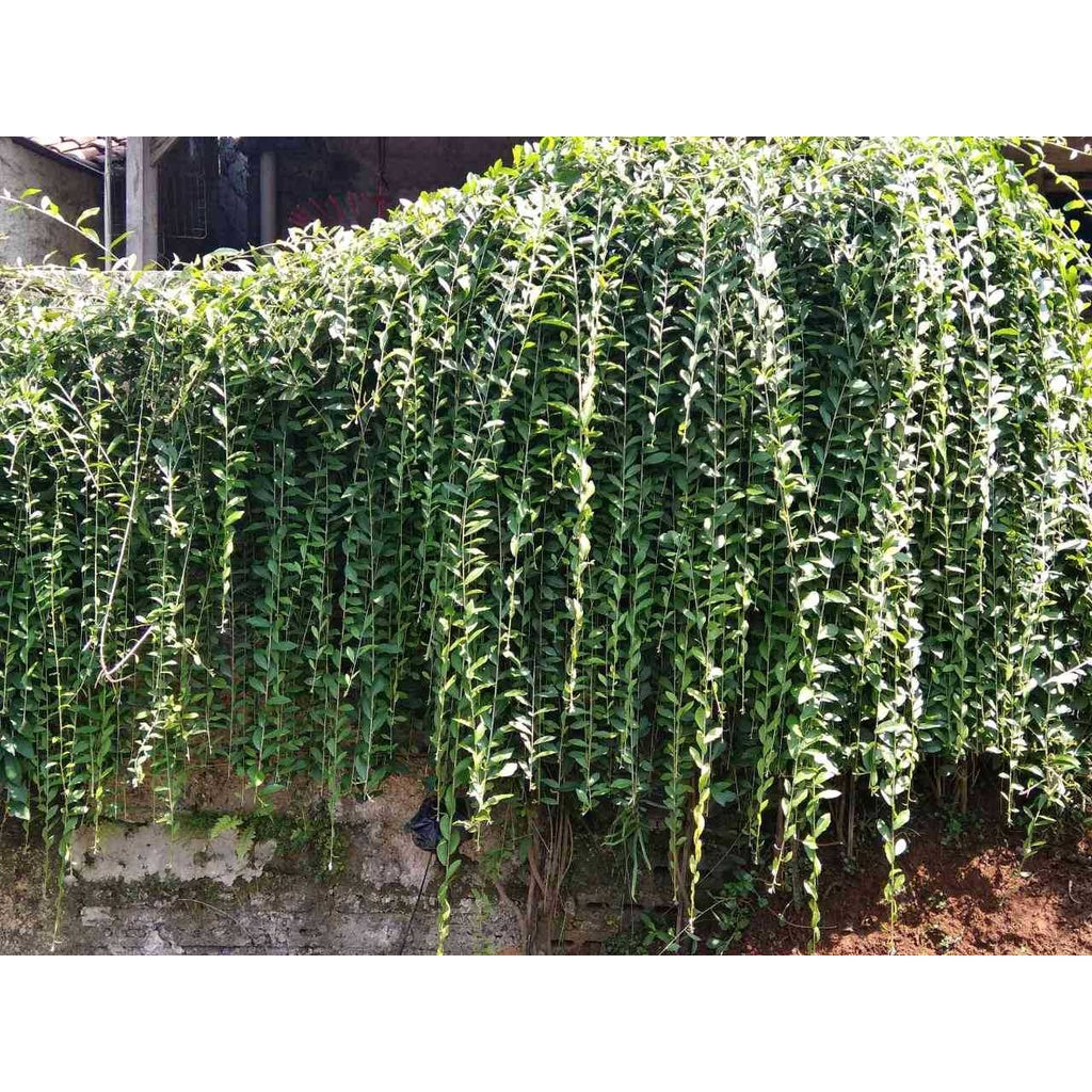 Sindo - Gorgeous Curtain Creeper Plant - Add a Touch of Beauty to Your Garden