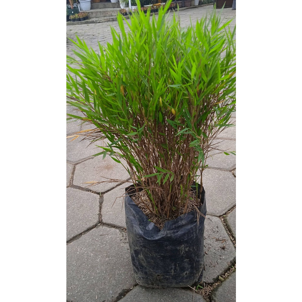 Sindo - Mini Bamboo By Idamulya Florist Live Plant 85A3419XHH