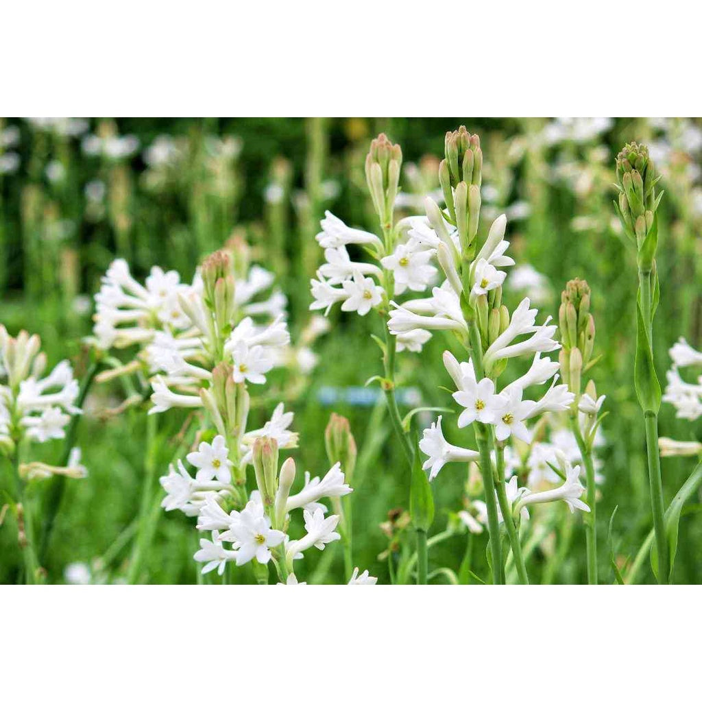 Sindo - Scented Beauty Tuberose Plant - Add Fragrance and Elegance to Your Garden