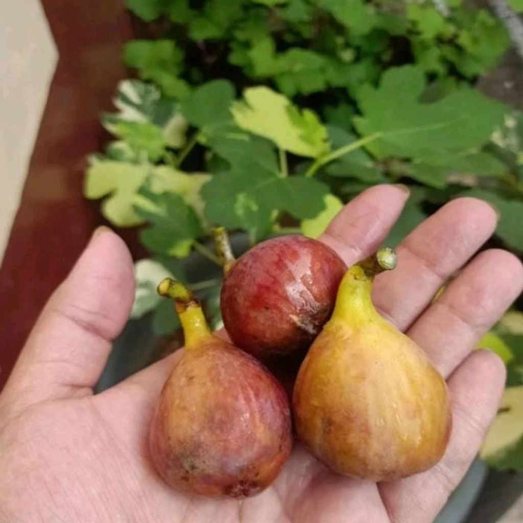 Sindo - Ficus Carica Live Plant 7FQE67DO7O