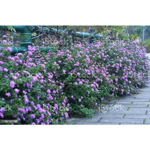 Sindo - Beauty and Charm for Your Garden  Lantana Camara Plant - A Gardening Delight (69766)