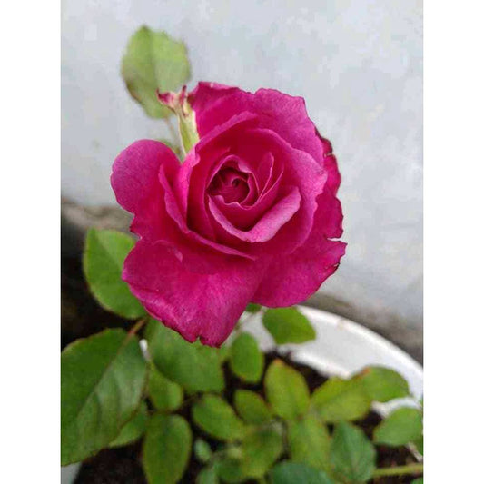 Sindo - English Roses Live Plant, Blooming Bliss  Captivating Roses for Your Garden