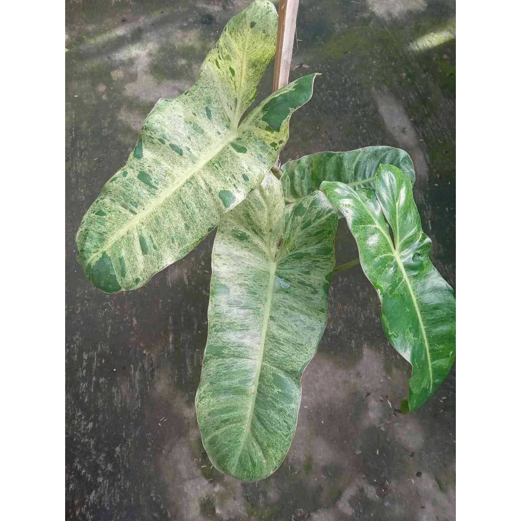 Sindo - Philodendron Paraiso Verde  A Lush Indoor Delight for Your Singapore Oasis