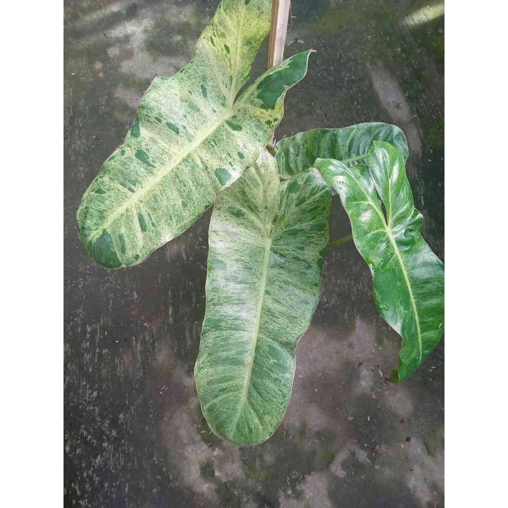 Sindo - Philodendron Paraiso Verde  A Lush Indoor Delight for Your Singapore Oasis