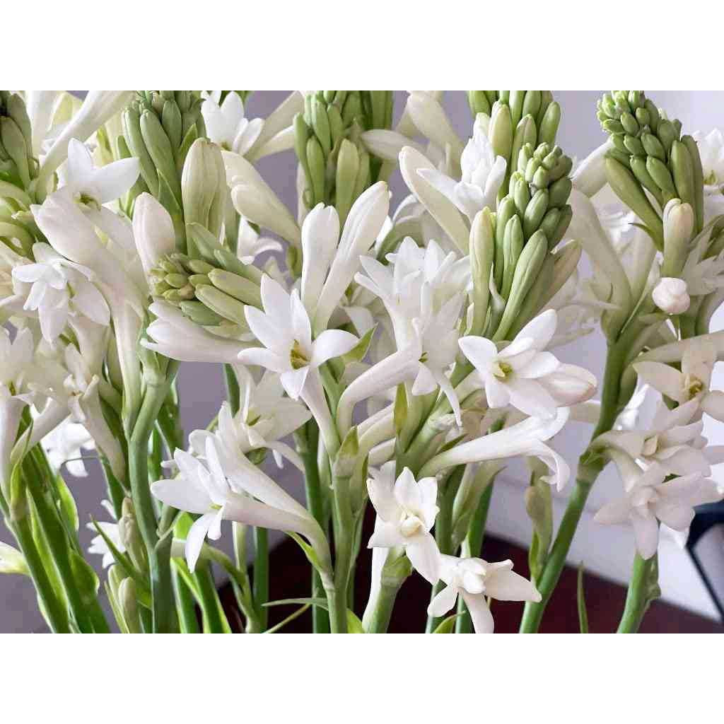 Sindo - Scented Beauty Tuberose Plant - Add Fragrance and Elegance to Your Garden