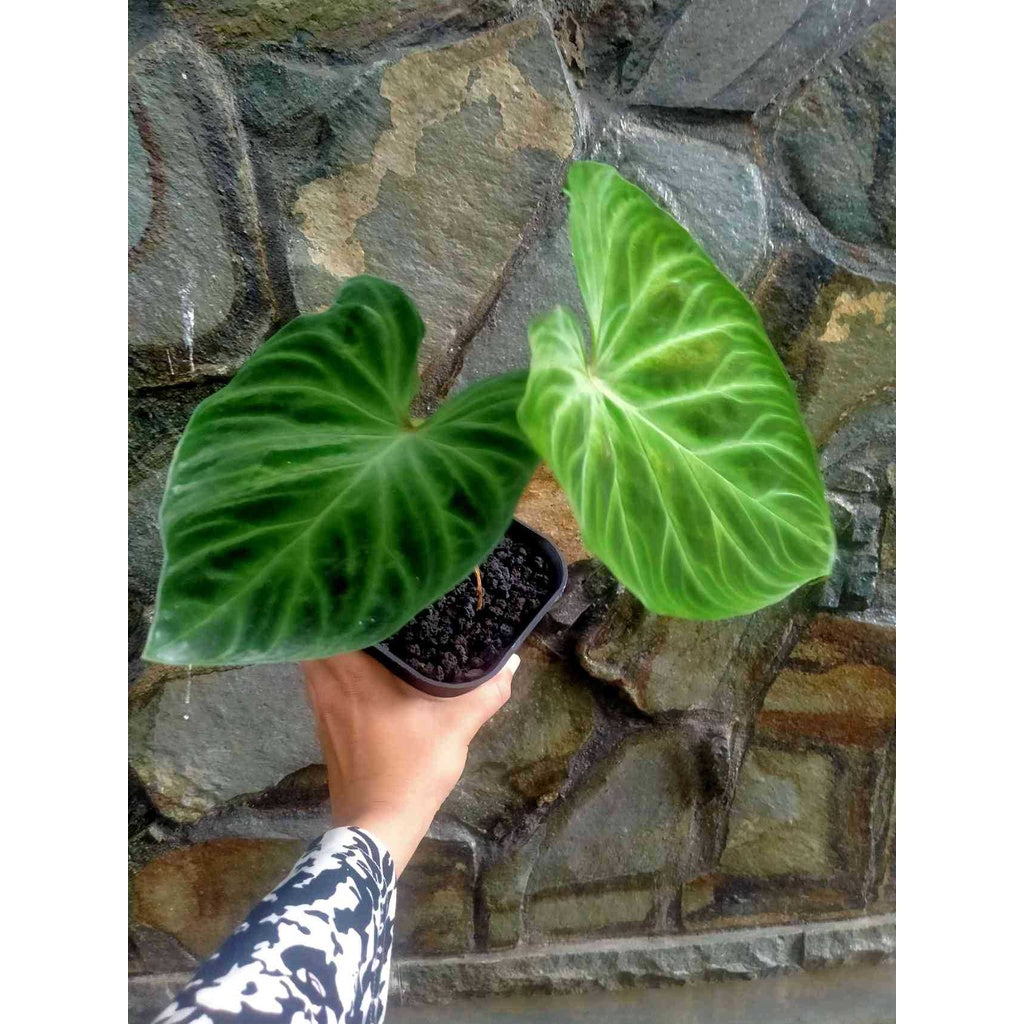 Sindo - Philodendron Verrucosum Plant   Embracing Nature's Luxurious Textures