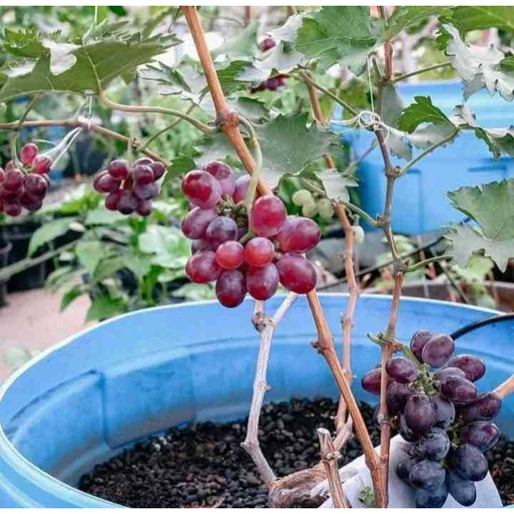 Sindo -  Grafted Grape / Vitis Vinifera Plant  Grow Your Own Delicious Grapes in Your Garden