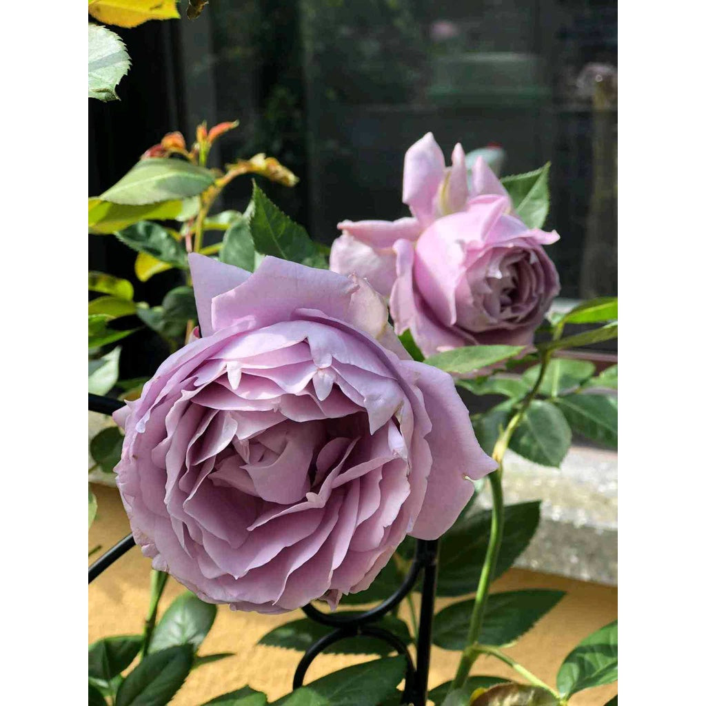 Sindo - Beautiful Roses for Your Garden  English Roses Live Plant - A Gardener's Dream