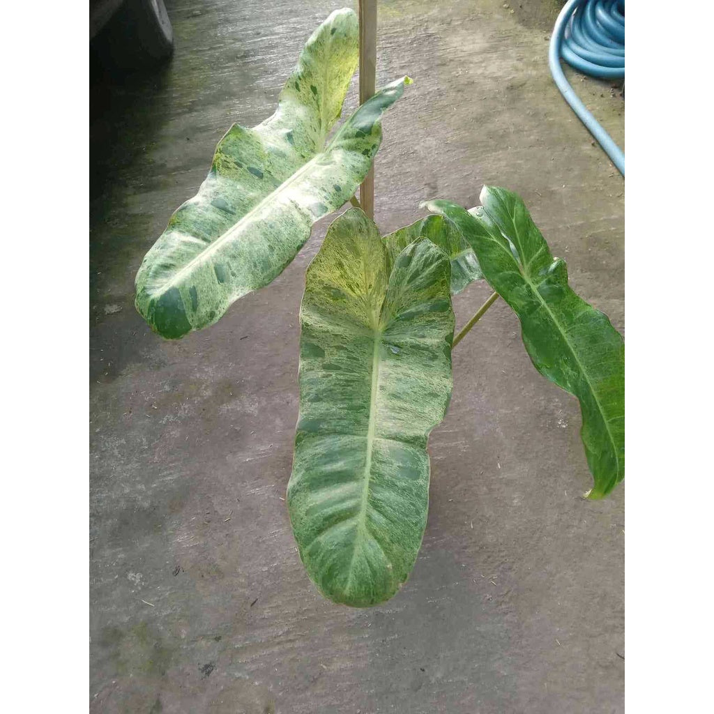 Sindo - Philodendron Paraiso Verde  A Lush Indoor Delight for Your Singapore Oasis