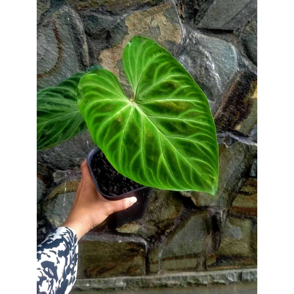 Sindo - Philodendron Verrucosum Plant   Embracing Nature's Luxurious Textures