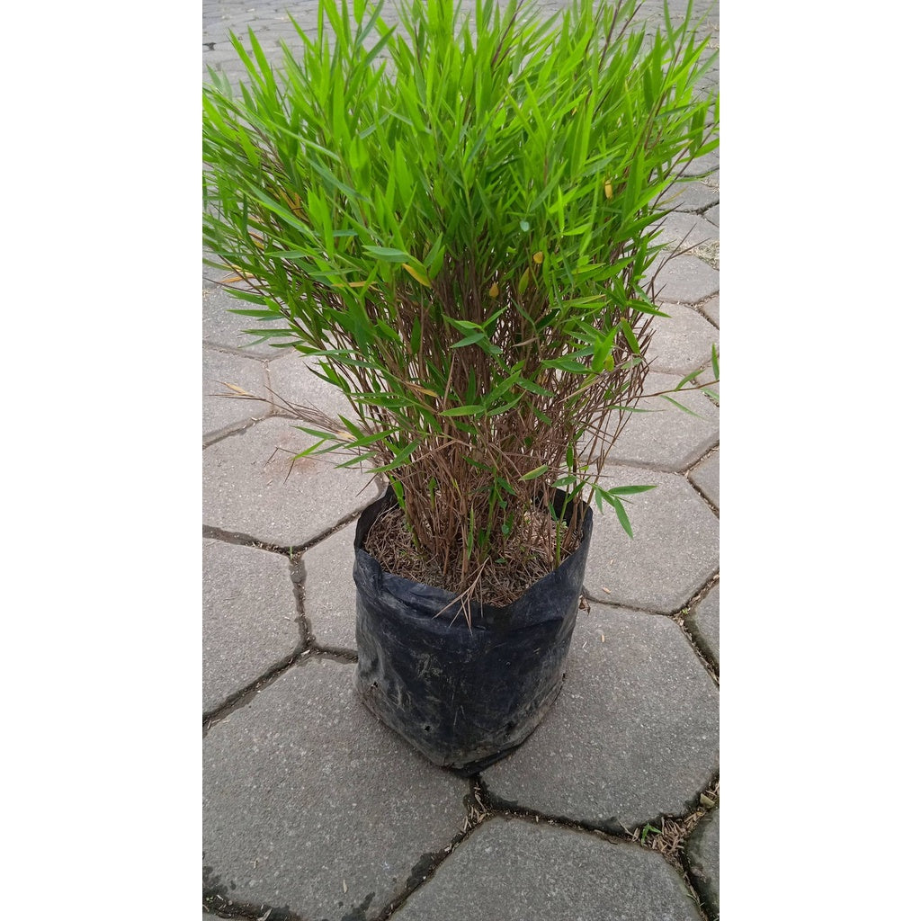 Sindo - Mini Bamboo By Idamulya Florist Live Plant 85A3419XHH