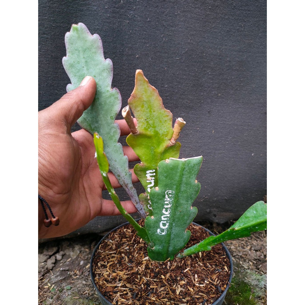 Sindo - Epiphyllum Queen Of The Night Live Plant 6GP04FRLVY