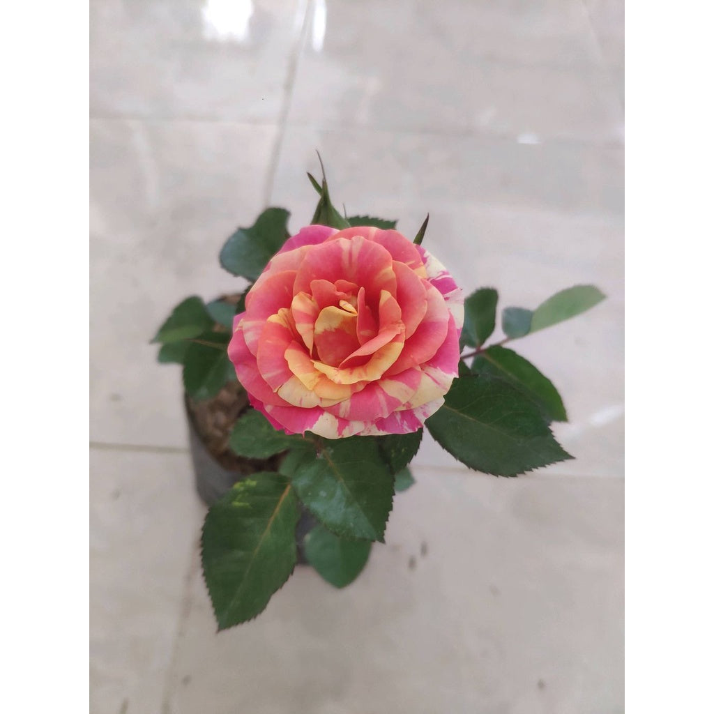 Sindo - Hybrid Tea Rose Rainbow Live Plant JORSD2LE64