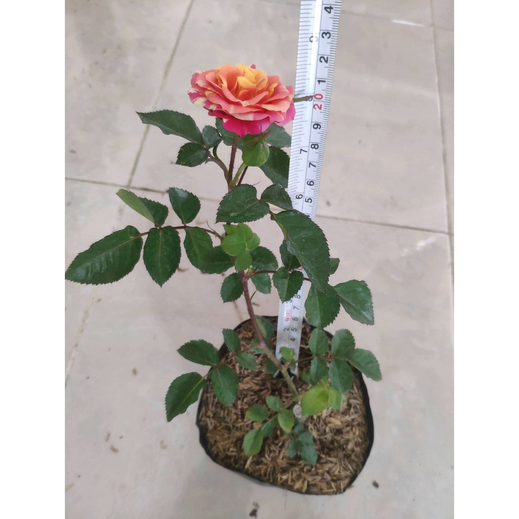 Sindo - Hybrid Tea Rose Rainbow Live Plant JORSD2LE64