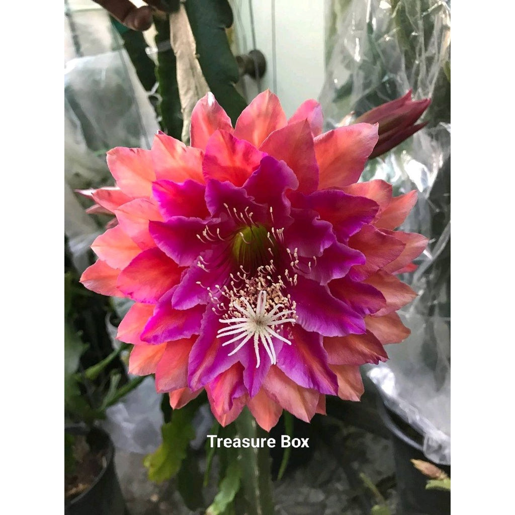 Sindo - Epiphyllum Queen Of The Night Live Plant 5OLMIUW7WV