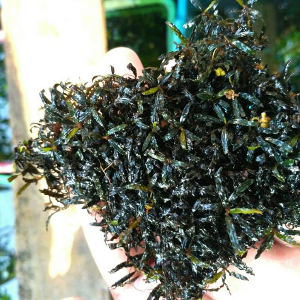 Sindo - Bucephalandra Supermini Micro Catherine per clump Live Plant RDGI3SIP5K
