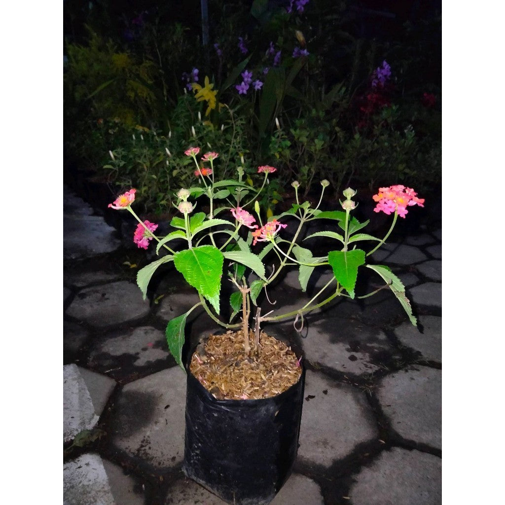 Sindo - Red Lantana Live Plant QMVKA3LTVI