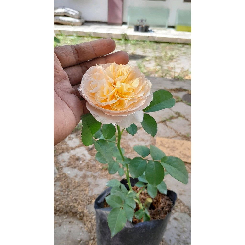 Sindo - Juliet Rose Live Plant OEDY9B4GKR