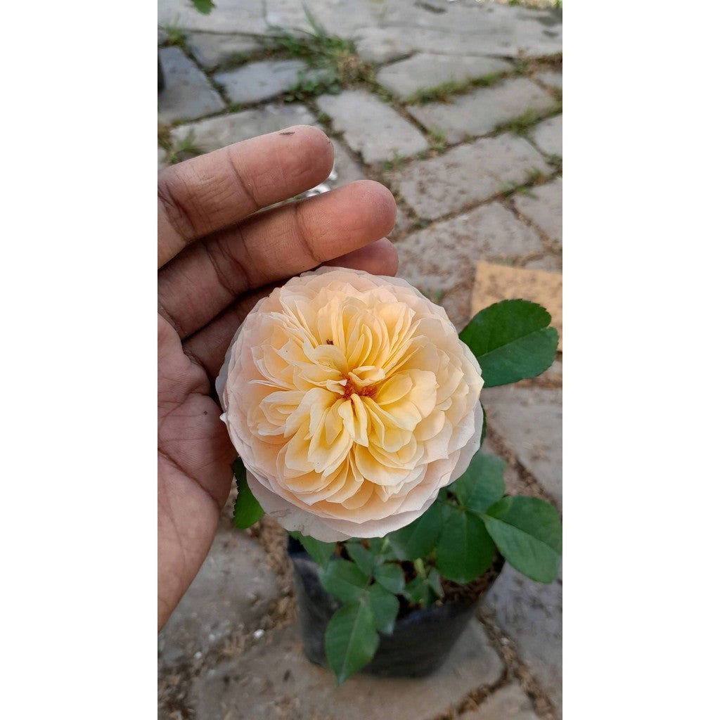 Sindo - Juliet Rose Live Plant OEDY9B4GKR