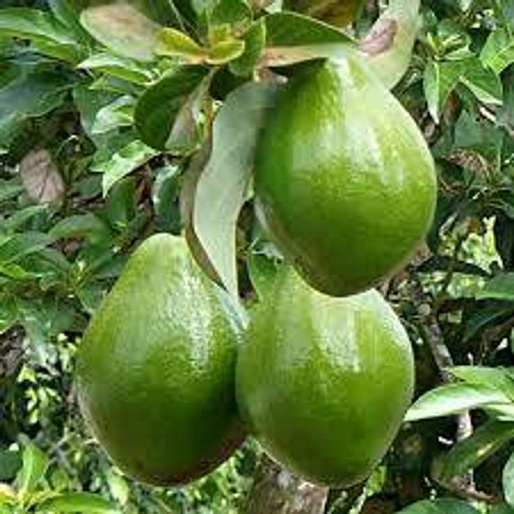 Sindo - Avocado Mikey Grafting Plant Sm Live Plant 6WFGMXJ3OF