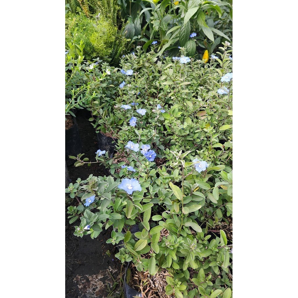 Sindo - Baby Blue Flower Sm Live Plant IWOUYYG9G3