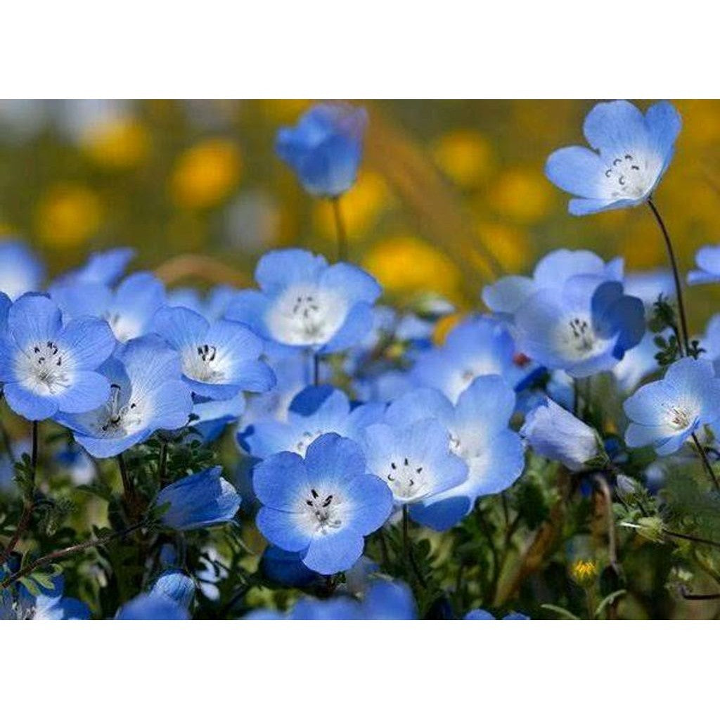 Sindo - Baby Blue Flower Sm Live Plant IWOUYYG9G3