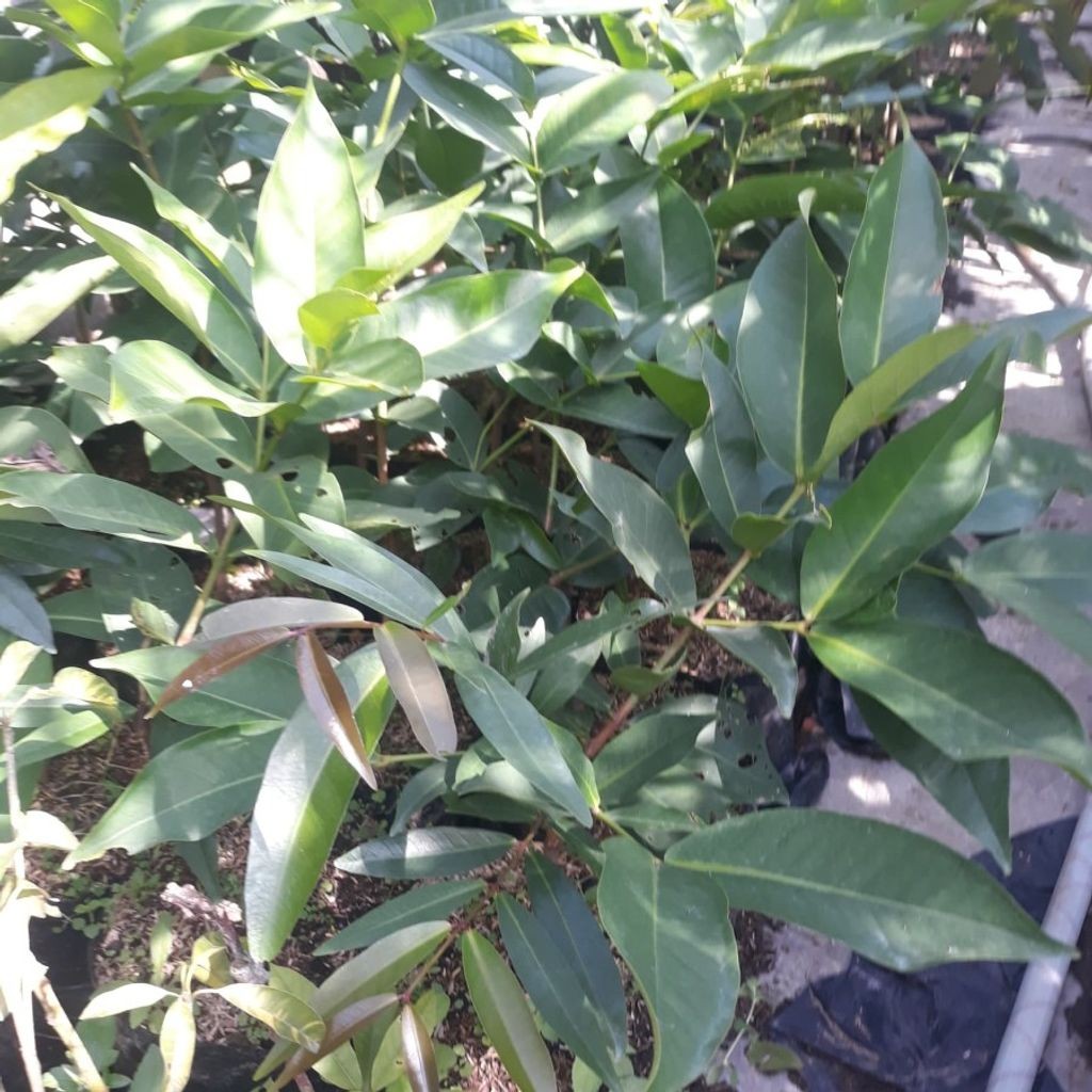 Sindo - Citra Guava Seedling Psidium guajava  Sweet Crunchy  Extra Large Live Plant EGH7YTF6YG