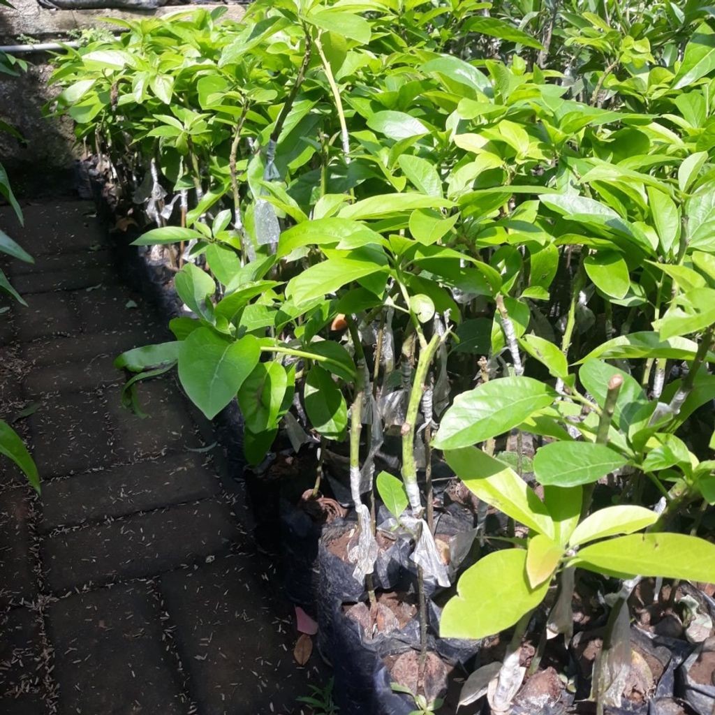 Sindo - Miki Avocado Seedling Persea americana  Buttery Creamy  HighYield Live Plant 8QH4K3EHPY