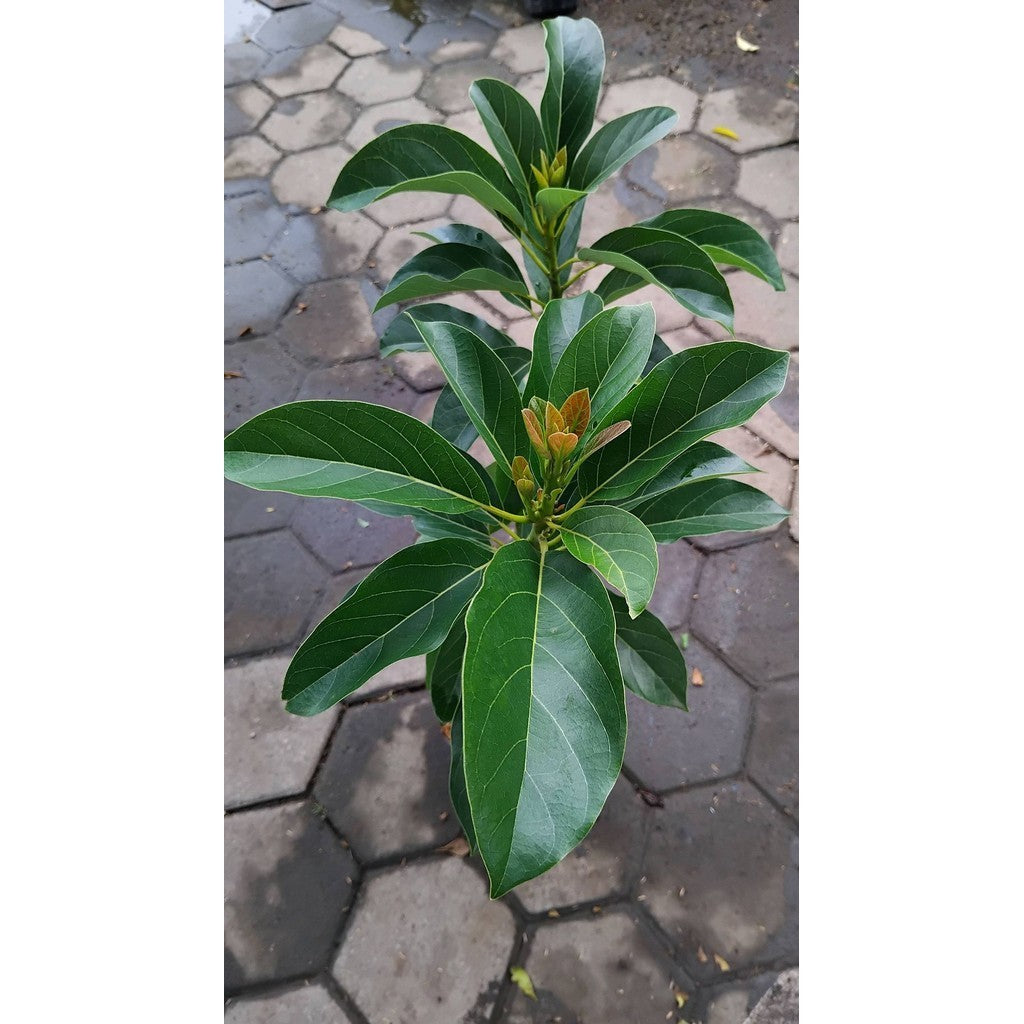 Sindo - Avocado Mikey Grafting Plant Sm Live Plant 6WFGMXJ3OF