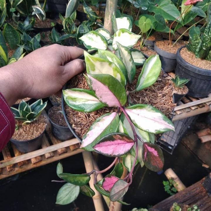 Hoya carnosa Tricolor