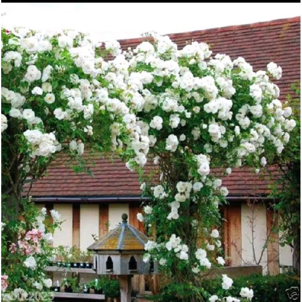 Sindo - White Climbing Rose A Perfect Decorative Plant Option Live Plant GLQ0I7SXM7