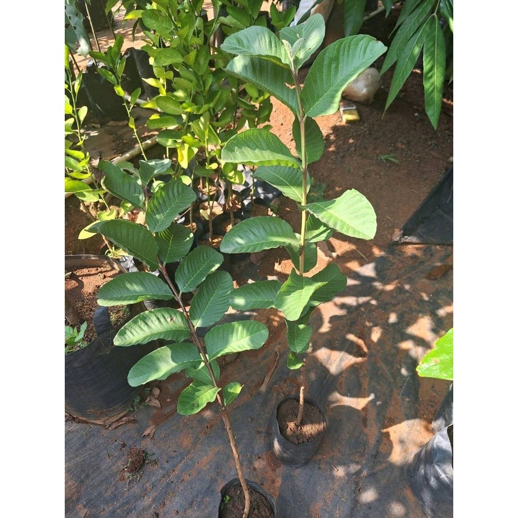 Sindo - Rare 60cm Red Diamond Guava Grafted For Sale Live Plant SQL6V5Y98L