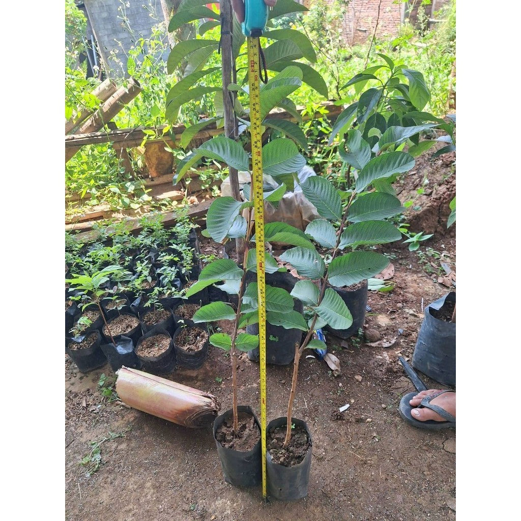 Sindo - Rare 60cm Red Diamond Guava Grafted For Sale Live Plant SQL6V5Y98L