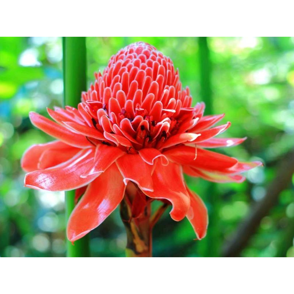 Sindo - Ginjer Kecombrang Live Plant 61TNTFZX8O